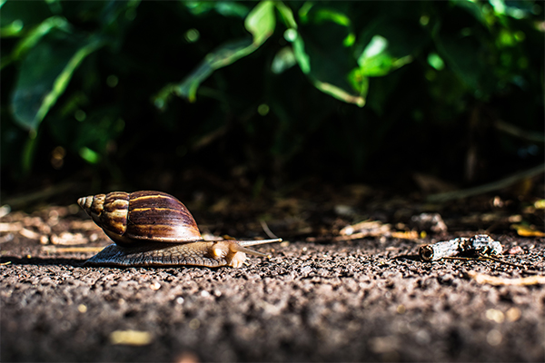 image of snail in garden